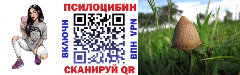 закладки Болхов Галлюциногенные грибы Cubensis